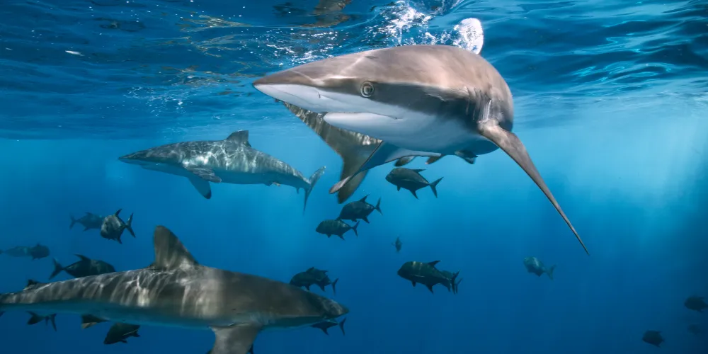 In the winter months, sharks migrate to the warmer waters of the south. Here's everything you need to know about shark preservation!